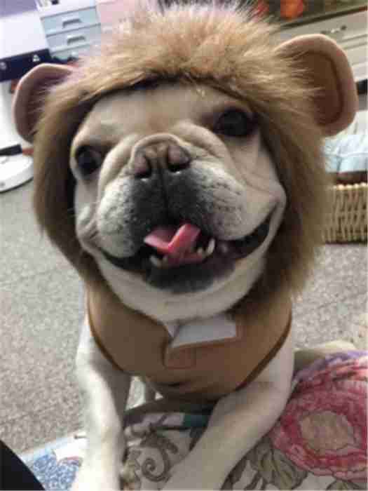 フレンチブルドッグ秋冬ライオンコスプレフレブル犬服犬服パーカー面白い耳付き暖かい帽子付き犬コスチューム小型犬中型犬犬の服かわいいおしゃれハロウィンクリスマス仮装KM169TS