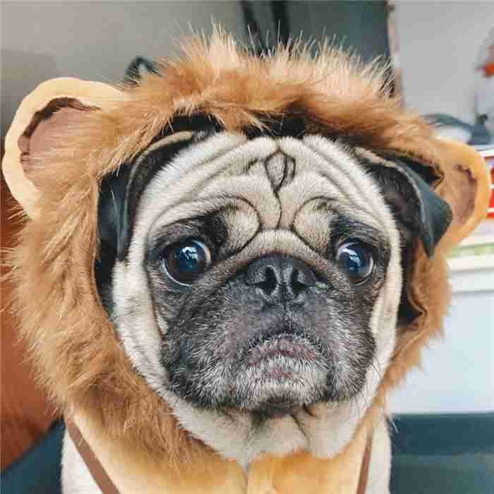 フレンチブルドッグ秋冬ライオンコスプレフレブル犬服犬服パーカー面白い耳付き暖かい帽子付き犬コスチューム小型犬中型犬犬の服かわいいおしゃれハロウィンクリスマス仮装KM169TS