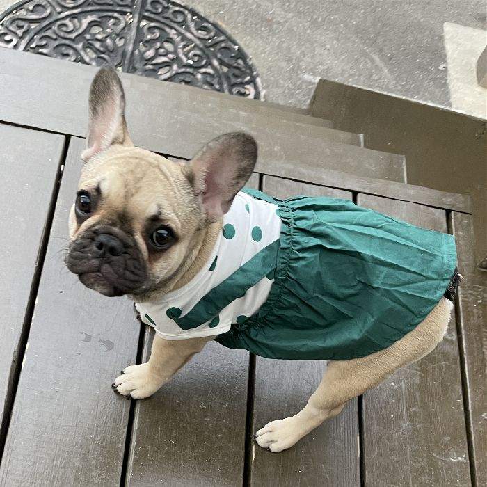 犬服 春 夏 ワンピース フレンチブルドッグ 服 中型犬 小型犬 フレブル グリーン 女の子 スカート ワンピース フリル 犬 ドッグウェア 犬服 ペット服 KM264SK