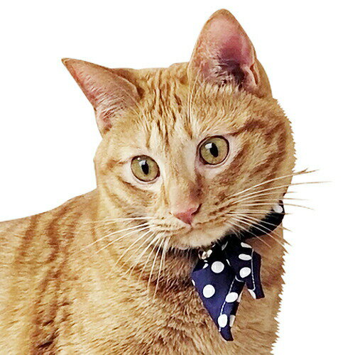 【お取り寄せ】 ブルーミー キャットスカーフ 水玉青 日本