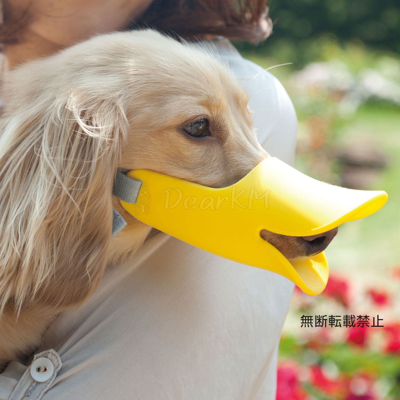 �ڤ����󤻡� OPPO quack�ʥ����å��� M �������� ( M , �������� ) �������Ρ��������ʡۡ��Х�ɡ����ܡ���衦��Ω�ơ�����