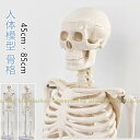 人体模型 骨格模型 骨 約45cm 約85cm 展示スタンド付き 骨格標本 骨格モデル 全身骨格模型 直立 可動 医学 理学 解剖学 整体 整骨院 関節 資料用...