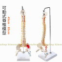 脊椎模型 45cm 85cm 可動式 脊椎骨盤模型 人体模型 実物大 配色脊柱 可動脊椎模型 股関節 医学 整骨院 教材 スタンド付き