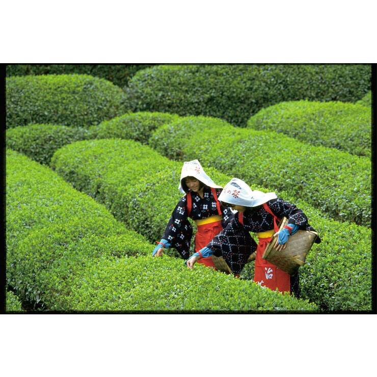 茶匠米山 静岡茶 玉露・八十八夜摘特上煎茶詰合せ （FZ-150）【静岡茶 深蒸し煎茶 ...