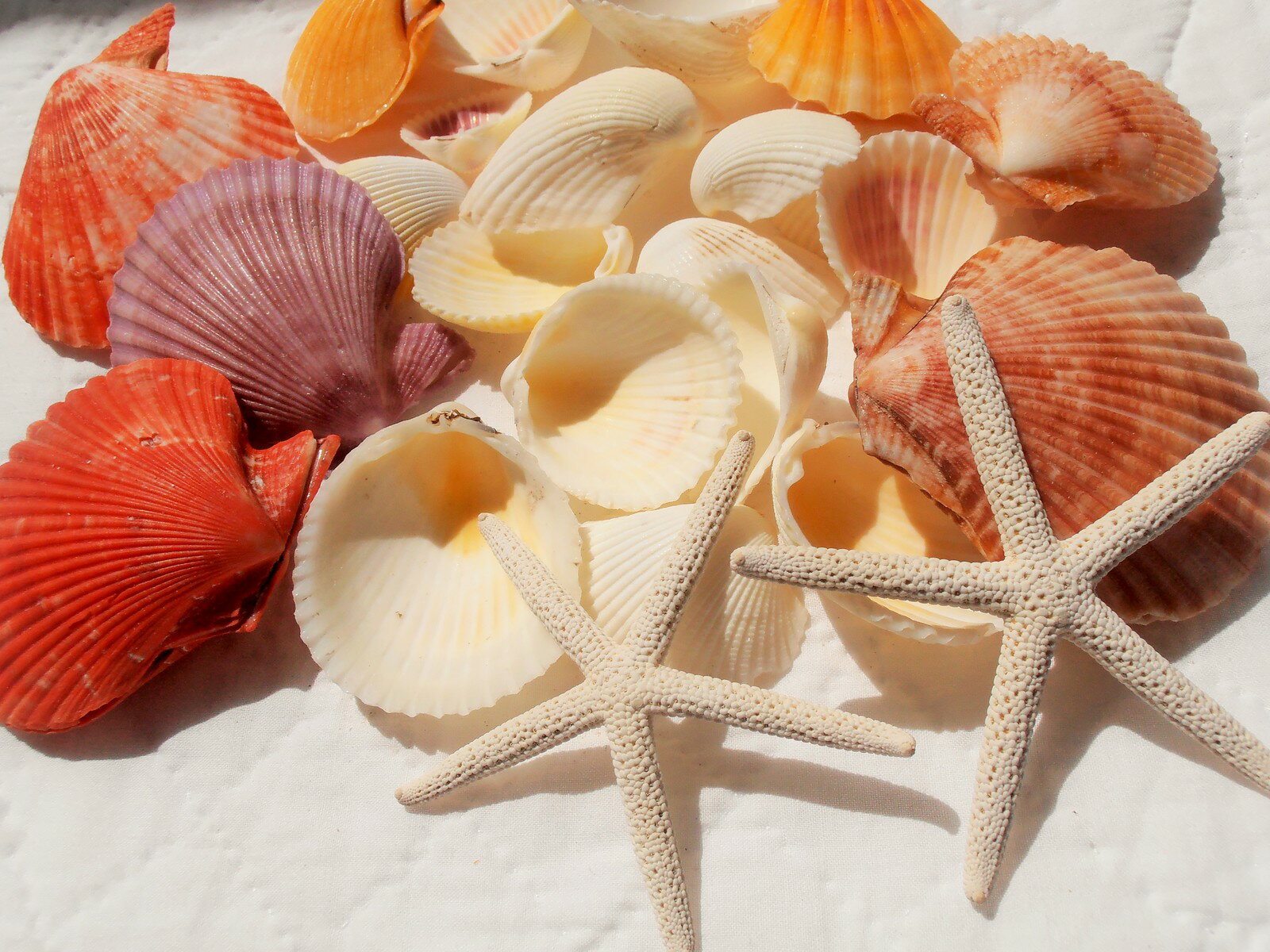 天然素材 A品 スターフィッシュ　白いサンゴ　カラーシェル　季節の 貝殻セット ハワイインテリア ブライダル 手作り素材　クラフト 工作材料　マリン雑貨