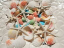 天然素材 A品 スターフィッシュ コブヒトデ カラーシェル　白い 貝殻セット ハワイインテリア ブライダル 手作り素材　クラフト 工作材料　マリン雑貨
