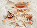 天然素材 コブヒトデ 巻貝 ホタテ 色々な 貝殻セット 500g Seashells ハワイアンインテリア ブライダル ディスプレイ 手作り クラフト 工作材料