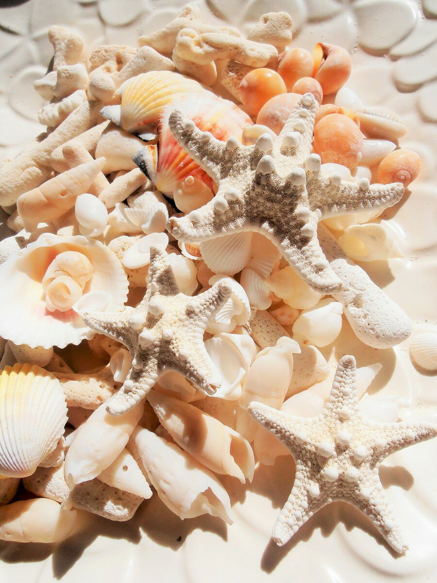 天然素材 A品 コブヒトデ　白いサンゴ　色々な貝殻セット ハワイインテリア ブライダル 手作り素材　クラフト 工作材料　マリン雑貨