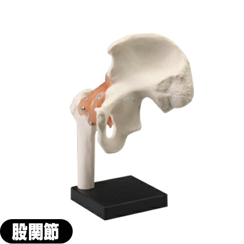 【人体模型】サンポー エスキュア(S+CURE) 股関節模型 SR-0461 - 寛骨(かんこつ)、大腿骨(だいたいこつ)を含んだ関節モデル。靭帯付。可動タイプ【smtb-s】 3