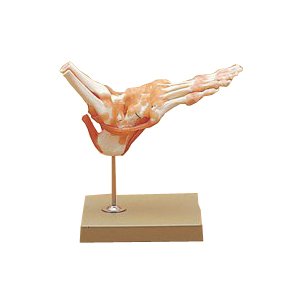 ☆足関節機能模型(SR-307) ドイツ・ソムソ社【smtb-s】 3