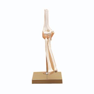 肘関節機能模型(SR-309) ドイツ・ソムソ...の紹介画像3