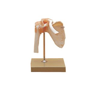 肩関節機能模型(SR-305) ドイツ・ソムソ社【smtb-s】 3