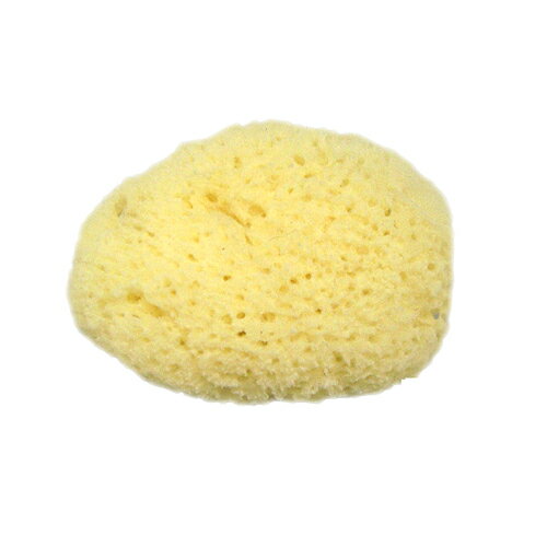 ڥͥݥ̵ۡŷݥ󥸡ۥ楿 ŷʥݥ(եݥ)/(NATURAL SEASPONGE ʥ롦...