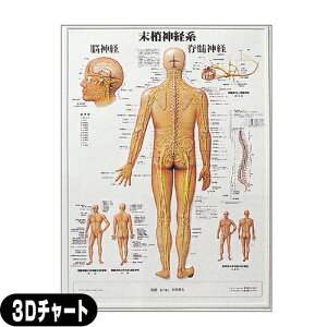 【検査】3D人体チャート 末梢神経系(SR-118C) - 縦74×横54cm。平面ではわかりにくい体表面の起伏を忠実に再現。スペースをとらない壁掛け式。治療室・待合室・学習用教材に。【smtb-s】