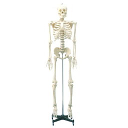 【人体模型】等身大骨格模型可動タイプの等身大の人体全身骨格!- 178Cm【smtb-s】