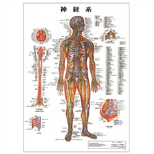 【検査】医道の日本社 人体解剖学チャート神経系 ポスター パネルなし(SR-118A) - 縦86×横62cm 表面仕上げはラミネート加工。