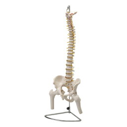 【人体模型】大腿骨付脊髄帯神経整体模型脊柱可動タイプ!【smtb-s】
