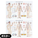 【検査】カナケン 鍼灸経絡経穴図(しんきゅうけいらくけいけつず) ポスター パネルなし(SR-412) x2枚セット - 経絡、臓器がひと目でわかるカラー刷【smtb-s】(4)