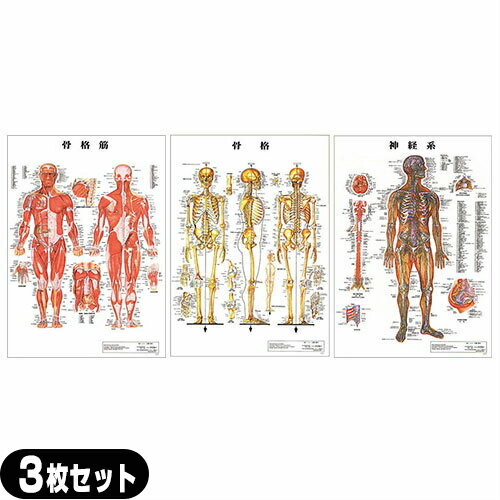 【検査】人体解剖学チャート ポスター 3枚セット（骨格筋・骨格・神経図) パネルなし - 縦86×横62cm 表..