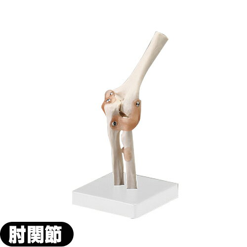 【人体模型】サンポー エスキュア(S+CURE) 肘関節模型(ひじ) SR-0457 - 上腕骨(じょうわんこつ)の一部、尺骨（しゃっこつ）、橈骨（と..