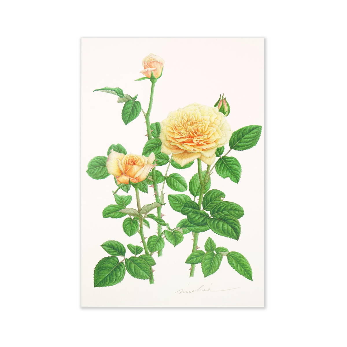 ポストカード　イングリッシュガーデン｜pcr-044　フロンティア はがき 絵葉書 私製 定形 定型 郵便番号 枠あり 罫線なし 1枚入り カラー カラフル レター 大人 おしゃれ お洒落 シンプル かわいい 可愛い 上品 花 アート 水彩画 インテリア 音符 記念日 招待状 案内状 お礼