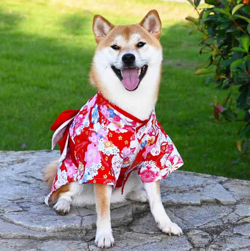 犬の服 ドックウェア かわいい 和 着物 袴 猫 ペット 誕生日 赤 ピンク 花 浴衣 写真 撮影 正月 七五三 節句 こどもの日 ひな祭り りぼん 帯