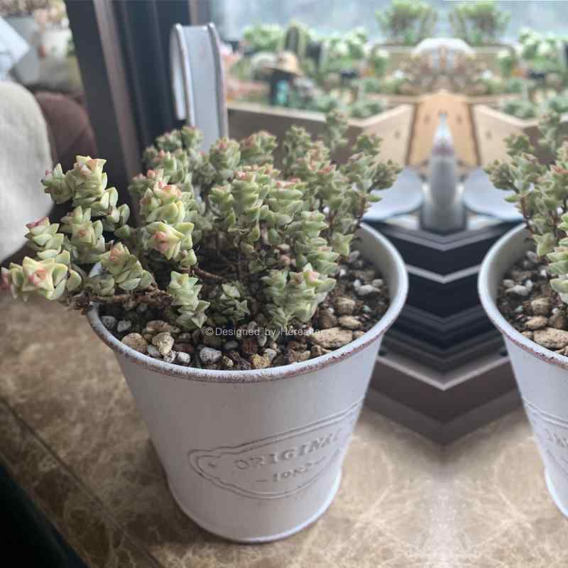 ガーデニング雑貨 園芸用品 北欧 アイアン 鉄製 壁掛け ポット バケツ 植木鉢 水切り 穴 レトロ 小さい..