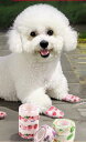 犬 足 保護 テープ 靴下 使い捨て 履かせやすい 散歩 粘着性 脱げにくい 外出 汚れ防止 簡単 フットカバー ハート イチゴ チェック 可愛い 小型 中型 大型 ペット(4)