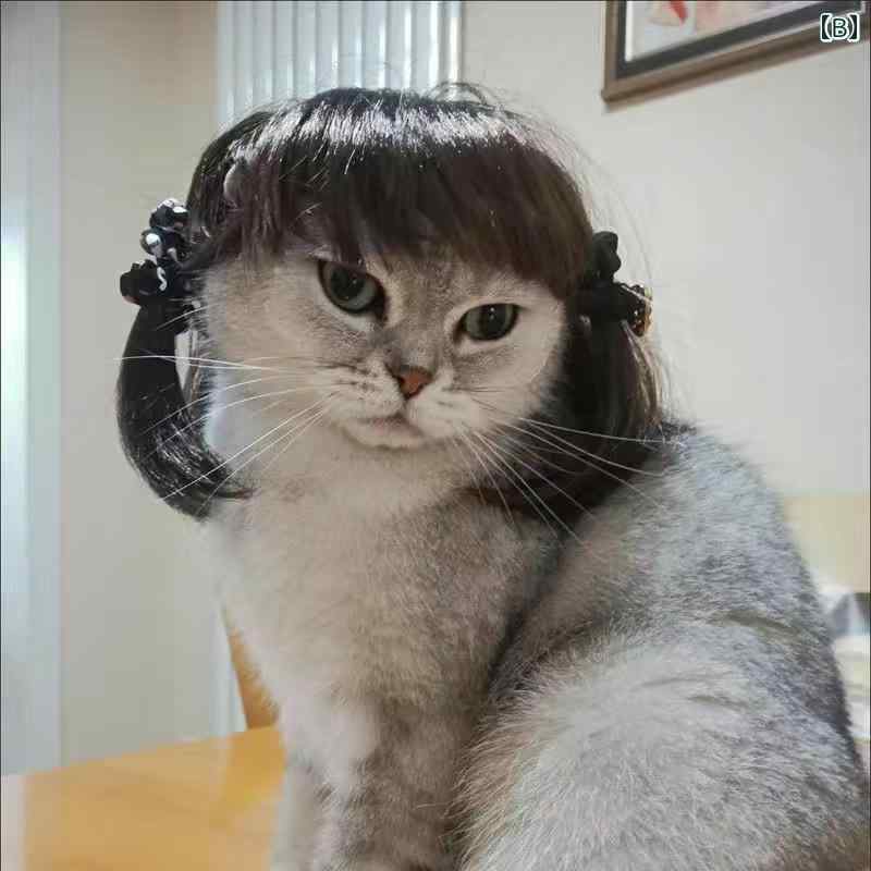 ペット 帽子 ウィッグ アフロ 前髪 おさげ 犬 猫 ヘアアクセサリー 被り物 かわいい 変装用 衣装 おもしろ 動物 変身 コスチューム