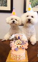 犬用 帽子 猫 誕生日 アクセサリー グッズ 数字 ナンバー 三角 ハット ポンポン バースデー パーティー ハンドメイド 手作り 桃 青 黄 春夏秋冬