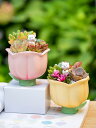 植木鉢 プラスチック 小さいサイズ 多肉植物 底穴なし 室内 ガーデニング オブジェ バルコニー インテリア おしゃれ チューリップ プレゼント