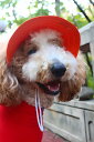 犬 帽子 日よけ おしゃれ ペット用 猫 夏 ハット つば 耳 穴 紐 コードストッパー 調節 屋外 アウトドア お出かけ 散歩 写真 撮影 プリント 花柄 ストライプ 星 ゾウ フリル 黄色 オレンジ 青