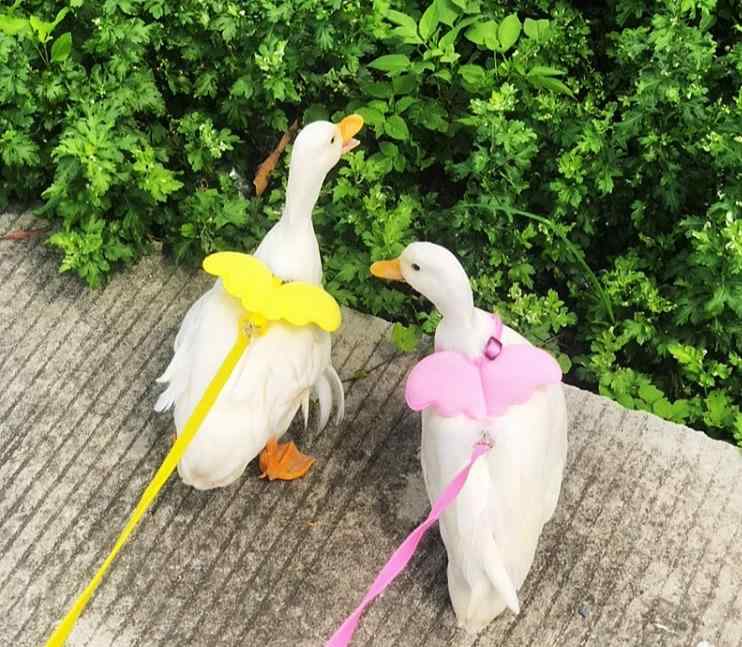 小動物 ハーネス ペット 用品 お散歩 外出 ウォーキング ネコ ロープ アヒル ひよこ ガチョウ リード ..