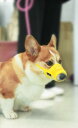 犬用 口輪 舐め防止 無駄吠え 噛みつき ペット用品 しつけ トレーニング 外出 散歩 メッシュ 通気性 面ファスナー マウスカバー マスク 黄 黒 ピンク