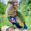 ペット 服 かわいい 鳥 バードスーツ オウム ポケット 軽量 おむつ 洗える 繰り返し 防水 綿 面ファスナー 簡単 プレゼント ロープ セット(4)