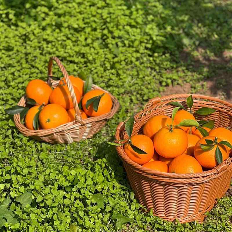 バスケット ピクニック アウトドア レジャー 藤編み 手編み 手提げ フルーツ 収納 買い物 おしゃれ 大容量 インテリア 円形 楕円形 四角