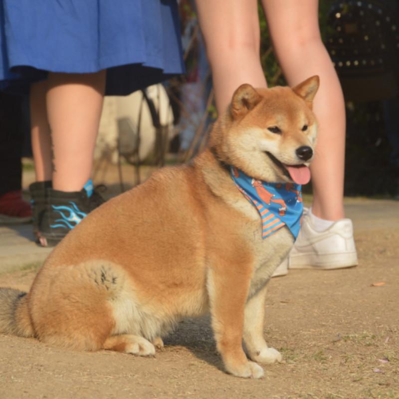 犬用 バンダナ 三角巾 よだれかけ スタイ 柴犬 ゴールデンレトリバー 小型犬 中型犬 大型犬 リバーシブル 毛がつきにくい 散歩 お出かけ ピンク イエロー スイーツ柄 ハロウィン柄