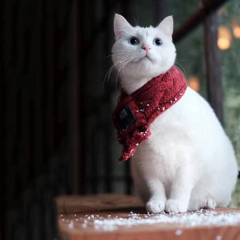 ペット用 マフラー ネックウォーマー 犬 猫 中小型犬用 毛糸 ニット かわいい あったか 防寒 ポメラニアン シュナウザー ビションフリーゼ おしゃれ お散歩 秋冬