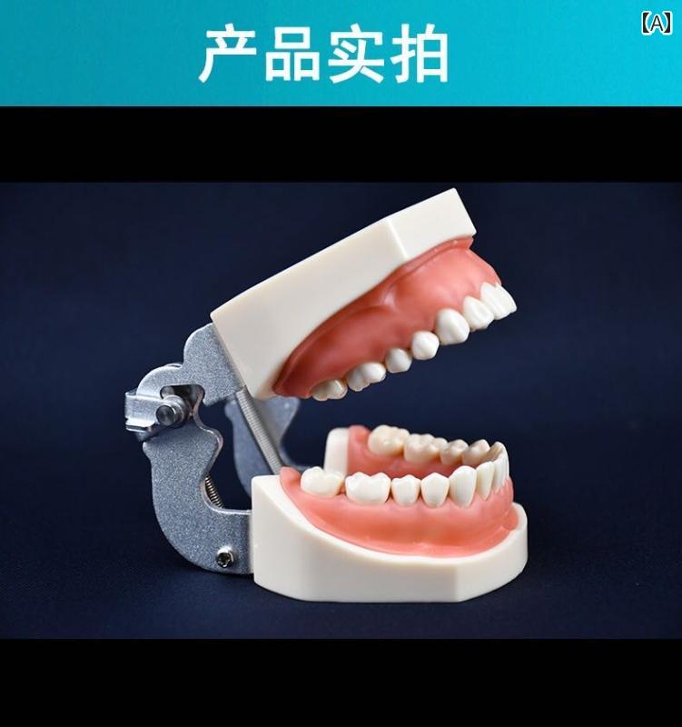 模型 口腔 歯形 歯列 モデル 歯医者 研究 教材 学習 用 歯磨き 指導 練習 デモンストレーション 疾患展示 しやすい 教育 ディスプレイ 取り外し(3)