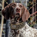 犬 首輪 おしゃれ ペット シェパード リベット 咬 傷 防止 ライオン 光沢 トゲトゲ パンク ワイルド 大きいサイズ ピン バックル 黒 茶 リード 散歩 レジャー