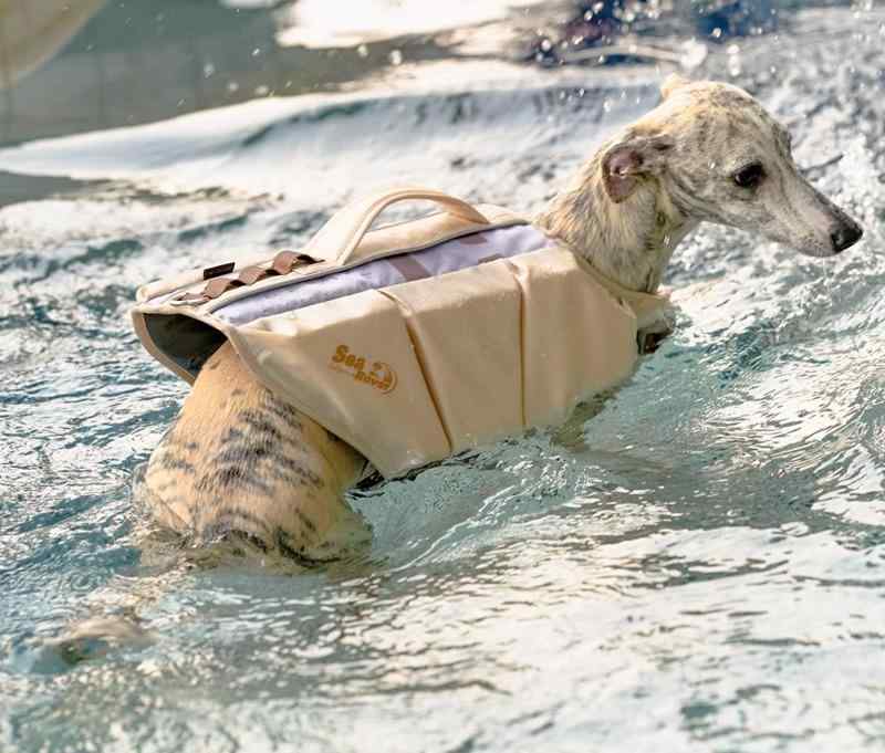 �饤�ե��㥱�å� �� ������ �ڥå��� �����०���� �澮�� �礭�������� Ů���ɻ� �ϥ�ɥ� ���� �ɿ� ®�� ȿ�ͥ��ȥ�å� �ӡ��� ��ͷ�� ����ץ� �� ...