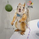 ハーネス 紐 リス ウサギ モルモット ペット 星 カラフル シンプル ナチュラル カジュアル 普段使い おでかけ おしゃれ プレゼント 便利 簡単