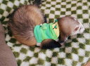 フェレット ハーネス リード ベスト ペット 服 青 緑 紫 シンプル カジュアル 芋虫 かわいい 写真撮影 散歩 おでかけ 普段使い プレゼント 調整