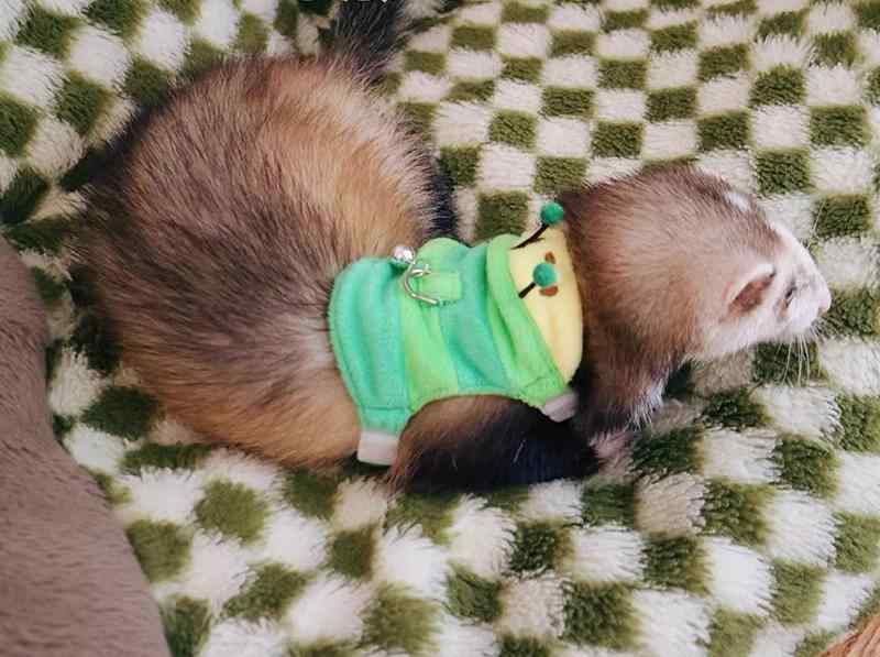 フェレット ハーネス かわいい ペット 散歩 ロープ キャタピラー ミーアキャット 猫 服 ベスト型 お出..