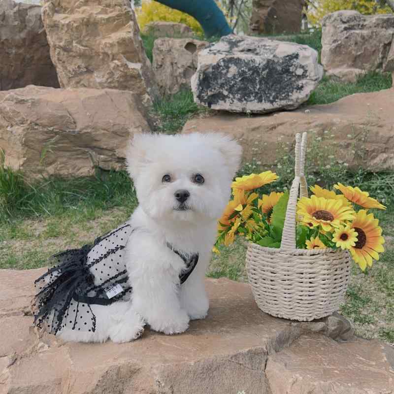 犬 服 女の子 かわいい 春夏 薄手 ビションフリーゼ ポメラニアン ペット プリンセス ドレス シアー レ..