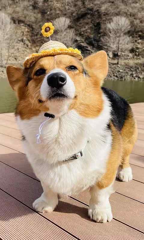 犬 日除け 帽子猫 ウサギ ペット用品 夏 麦わら 日焼け防止 紐 調節可 脱げにくい 通気性 散歩 写真撮..