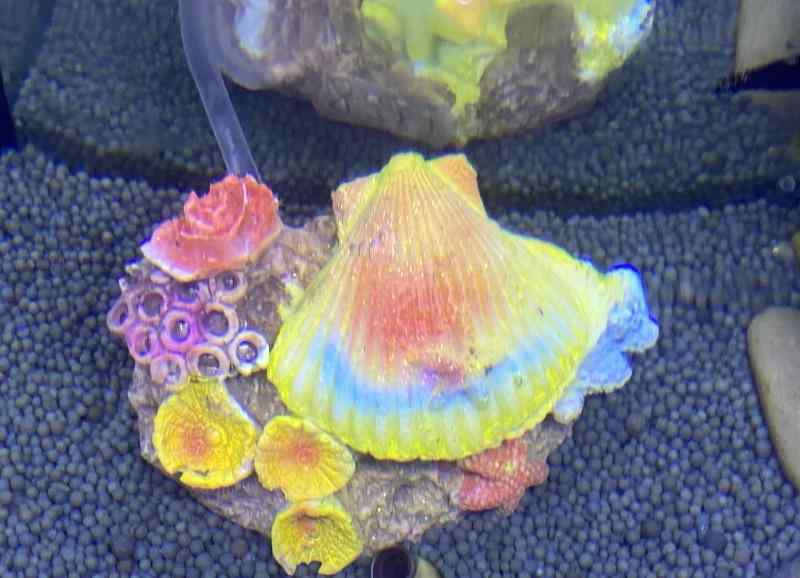 アクアリウム オブジェ 樹脂 水槽 内装 造園 インテリア デコレーション 装飾 オーナメント 置物 隠れ..