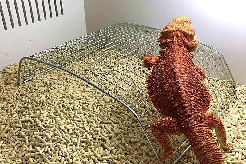 爬虫類 レイアウト ケース フトアゴヒゲトカゲ 幼体 ステンレス 日光浴 ネット クライミング 隠れ家 ア..