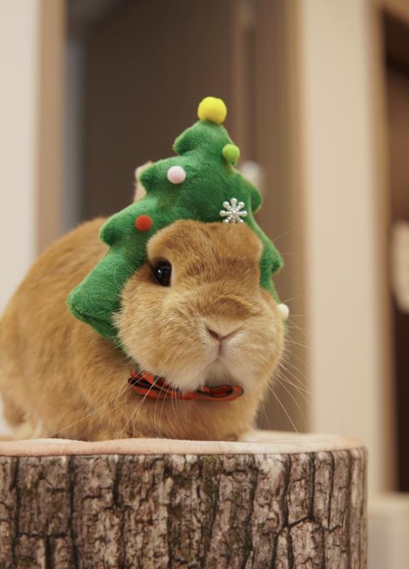 ペット用帽子 うさぎ 犬猫用 ヘッドドレス かわいい 松の木 コスプレ 小動物 変身グッズ 写真撮影 面白..