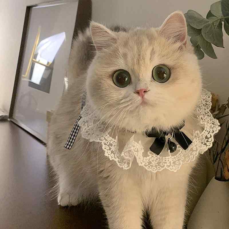 Other - ペット用 猫 犬兼用 子猫 子犬 スタイ 首輪 バンダナ スカーフ よだれかけ ネックウォーマー 鈴付き リボン プリンセス風 かわいい おしゃれ 黒 ピンク 赤 イチゴ柄 千鳥格子柄 カメリア柄